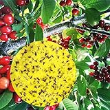 50 Gelbe klebrige Insektenfallen, Kirschfruchtfliegen-Madenfalle,...