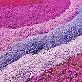 Gardeners Dream Phlox Mix 4 Stauden Set Rosa, Lila, Blau in 9 cm Töpfen -...