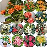 ixora seltene, wohnzimmer deko winterharte ixorasamen steingartenpflanzen...