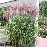 3 x Miscanthus sinensis ‚Malepartus' 1 Liter...