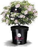 Plantenwelt Wiesmoor !!WELTNEUHEIT!! Bloombux® – Flower & Form by...
