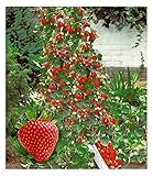 BALDUR Garten Kletter-Erdbeere 'Hummi®', 3 Pflanzen, Fragaria...