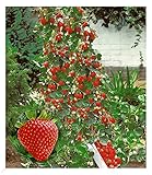 BALDUR Garten Kletter-Erdbeere 'Hummi®', 3 Pflanzen Fragaria...