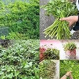 500samen kressesamen bio - bohnenkraut kresse zimmerbonsai bonsai, bio...