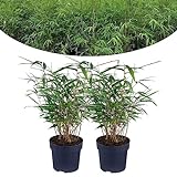 Happy Plants Bambus Pflanze Fargesia - 2 Stück I Winterhart & nicht...