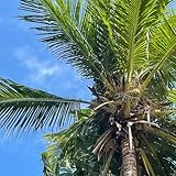 palmen zimmerpflanzen immergrüne palmensamen winterharte garten, deko...