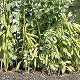 Dicke Bohnen, wintergemüse Meterbohnen Vicia faba, balkon winterharte für...