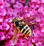 Sommerflieder Prince Charming 60-80cm - Buddleja - lebende Gartenpflanze...