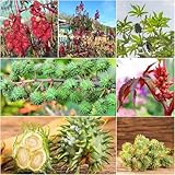 Rizinus kräuterpflanzen winterharte stauden mehrjährig, kräutersamen...