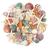 Jangostor Meeresmuscheln Gemischte Ozean-Muscheln, 3cm-9cm Verschiedene...