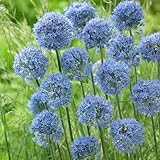 20 Pcs Allium Giganteum Zwiebeln - Riesenlauch - Blumenzwiebel,...