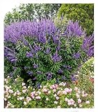 BALDUR Garten Mönchspfeffer 'Queen Bee®',1 Pflanze, mehrjährig -...