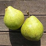 Novemberbirne, Novembra, robuste Spätherbstbirne, Birnenbaum 110-140 cm,...