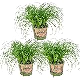 3x Cyperus 'Zumula' - Katzengras - Zimmerpflanze - Haustierfreundlich –...