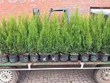 Thuja occidentalis 'Smaragd' 100–120 cm (10 Stück) – Winterhart,...
