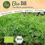 Little Plants BIO Dill Samen 500 Dill Kräutersamen für Kräutergarten...