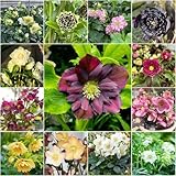 christrosen - indoor garten balkon garten dachbegrünung...