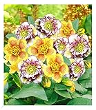 BALDUR Garten Gefüllte Christrosen 'Festival-Mix', 2 Pflanzen Double...