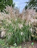 Riesen Chinaschilf Miscanthus sinensis 100 Samen toller Blickfang geeignet...