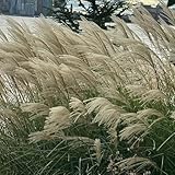 50 pcs chinaschilf miscanthus samen pflanzen samen garten geschenke...