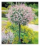 BALDUR Garten Salix-Stämmchen Hakuro Nishiki, 1 Pflanze, Flachwurzler,...