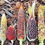 regenbogen mais samen pflanzen für sonnige plätze Zea mays var maissamen...