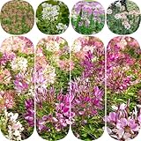 750 pcs spinnenpflanze samen - gartenpflanzen Spinnenblume blumen geschenk...