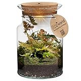 vdvelde.com - Jungle Corky Glas - Farne Pflanze - Ø 13 cm ↥ 20 cm - Mit...