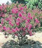 BALDUR Garten Flieder des Südens, 1 Pflanze, Lagerstroemia Indica...
