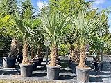 Trachycarpus Fortunei Chinesische Fächerpalme, 140-160 cm, Stammhöhe...