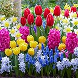 Frühling Blumenzwiebelmischung - 50 Zwiebeln -...