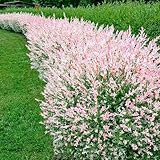 Salix Hecke 'Hakuro Nishiki' 2 Pflanzen im topf, Salix integra,...