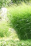 Chinaschilf Gracillimus - Feinhalm Chinagras - Miscanthus sinensis...