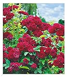 BALDUR Garten Rambler-Rosen 'Chevy Chase', 1 Pflanze, Kletterrose...