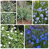 200 pcs Leinsaat Samen, Staudenlein Blau, hochbeet balkon seeds Linum...