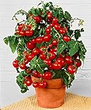 Prademir – 250 x Cocktailtomaten Samen/Bonsai-Tomaten Samen “Minibel”...