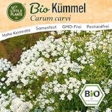 Little Plants BIO Kümmel Samen 500 Kümmelsamen Kräutersamen Samenfest...