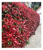 BALDUR Garten immergrün Photinia-Hecke 'Red Robin', 10 Pflanze Glanzmispel...