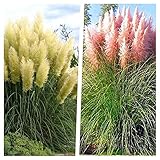 2 x Cortaderia selloana 1 Liter (Ziergras/Gräser/Stauden) Amerikanisches...