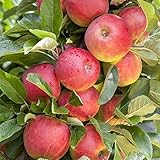 Apfel Baum 'Elstar' Malus domestica 150-200cm im 7,5L Topf gewachsen...