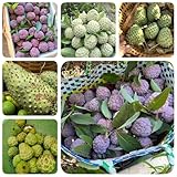 30 pcs Soursop Seeds, Graviola Samen, obstbäume kaufen, ostergeschenke...