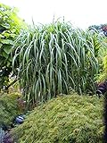 4 x Riesen-Chinaschilf, winterhart, Miscanthus Giganteus, Elefantengras, im...