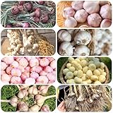 pflanzknoblauch bio - zwiebeln knoblauch pflanzen garten pflanzen kräuter...