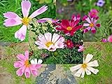 100 Cosmos Conchiglie Mix Semi Cosmos BipinnatuseSy Growing Exotic Combsh...