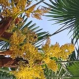 palmen zimmerpflanzen balkon, zierbaum winterhart palmensamen...