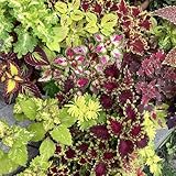 buntnessel pflanze samen, steingartenpflanzen winterhart coleus hochbeet...