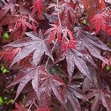 Acer palmatum 'Bloodgood' | Japanischer Ahorn-Laubbaum-Gartenpflanzenbaum...