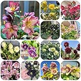 christrosen samen winterhart winterharte blumen, pflanzen winterhart...