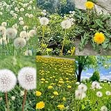 löwenzahnsamen - stauden winterhart mehrjährig balkon exotische...