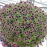 Swansgreen Red : 200 Seeds Petunia Hanging Rare Seeds Ornamental Flower...